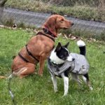 Mischling Alma, 09/2022, ca. 50cm, 63667 Nidda