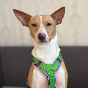 Podenco Andres, 02/2024, ca. 40 cm, 31224 Peine