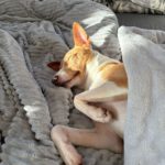 Podenco Andres, 02/2024, ca. 40 cm, 31224 Peine