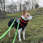 Podenco Andres, 02/2024, ca. 40 cm, 31224 Peine