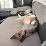 Podenco Andres, 02/2024, ca. 40 cm, 31224 Peine