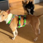 Podenco Andres, 02/2024, ca. 40 cm, 31224 Peine