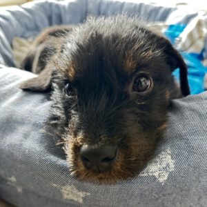 Mischling Anjali, 09/2025, Endgröße ca. 45- 50 cm, 24558 Henstedt Ulzburg