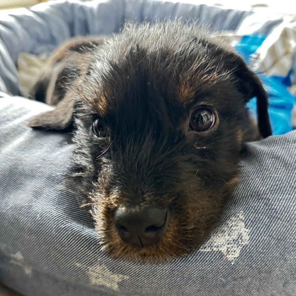 Mischling Anjali, 09/2025, Endgröße ca. 45- 50 cm, 24558 Henstedt Ulzburg