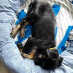 Mischling Anjali, 09/2025, Endgröße ca. 45- 50 cm, 24558 Henstedt Ulzburg