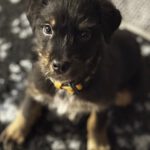 Mischling Anjali, 09/2025, Endgröße ca. 45- 50 cm, 24558 Henstedt Ulzburg