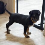 Mischling Anjali, 09/2025, Endgröße ca. 45- 50 cm, 24558 Henstedt Ulzburg