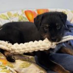 Mischling Anjali, 09/2025, Endgröße ca. 45- 50 cm, 24558 Henstedt Ulzburg