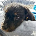 Mischling Anjali, 09/2025, Endgröße ca. 45- 50 cm, 24558 Henstedt Ulzburg