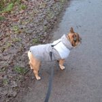 Franz. Bulldogge Anteros, 05/2018, ca. 35 cm, 29378 Wittingen