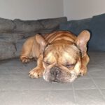 Franz. Bulldogge Anteros, 05/2018, ca. 35 cm, 29378 Wittingen