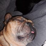 Franz. Bulldogge Anteros, 05/2018, ca. 35 cm, 29378 Wittingen