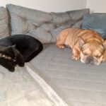 Franz. Bulldogge Anteros, 05/2018, ca. 35 cm, 29378 Wittingen