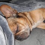 Franz. Bulldogge Anteros, 05/2018, ca. 35 cm, 29378 Wittingen