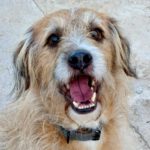 Mischling Antonio, 12/2017, ca. 50 cm