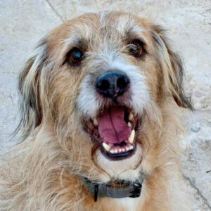 Mischling Antonio, 12/2017, ca. 50 cm