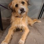 Mischling Antonio, 12/2017, ca. 50 cm