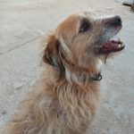 Mischling Antonio, 12/2017, ca. 50 cm