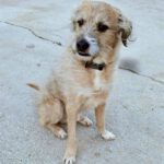 Mischling Antonio, 12/2017, ca. 50 cm