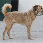 Mischling Antonio, 12/2017, ca. 50 cm