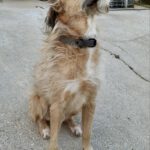 Mischling Antonio, 12/2017, ca. 50 cm