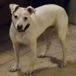 Bodeguero-Mischling Ariel, 04/2023, ca. 40 cm, 32351 Stemwede-Sundem