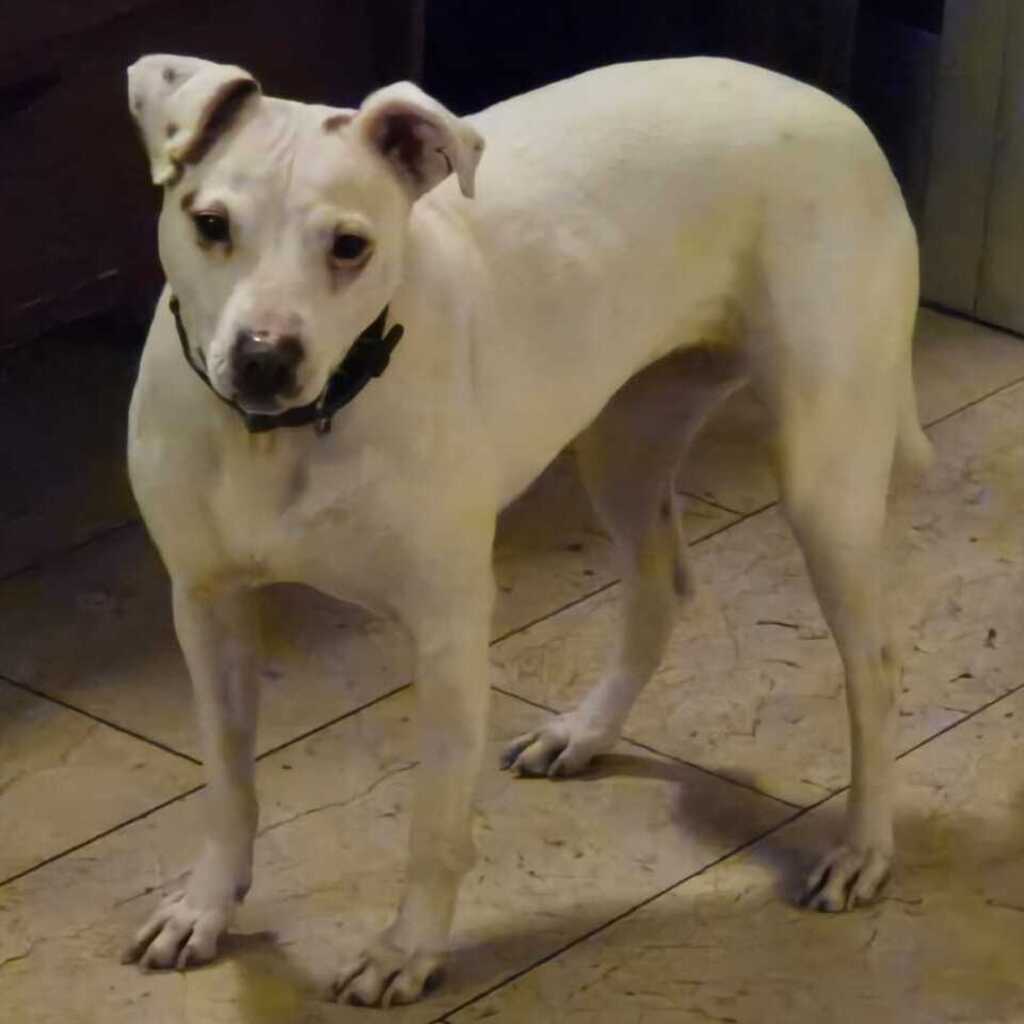 Bodeguero-Mischling Ariel, 04/2023, ca. 40 cm, 32351 Stemwede-Sundem