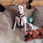 Bodeguero-Mischling Ariel, 04/2023, ca. 40 cm, 32351 Stemwede-Sundem