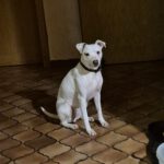 Bodeguero-Mischling Ariel, 04/2023, ca. 40 cm, 32351 Stemwede-Sundem