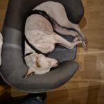 Bodeguero-Mischling Ariel, 04/2023, ca. 40 cm, 32351 Stemwede-Sundem