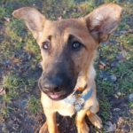 Malinois-Mischling Armin, 08/2025, Endgröße ca. 53 cm, 13509 Berlin