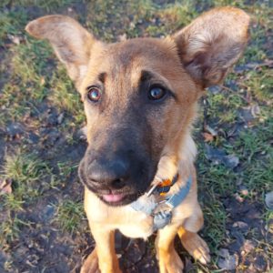 Malinois-Mischling Armin, 08/2025, Endgröße ca. 53 cm, 13509 Berlin