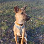 Malinois-Mischling Armin, 08/2025, Endgröße ca. 53 cm, 13509 Berlin