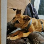 Malinois-Mischling Armin, 08/2025, Endgröße ca. 53 cm, 13509 Berlin