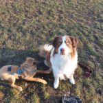 Malinois-Mischling Armin, 08/2025, Endgröße ca. 53 cm, 13509 Berlin