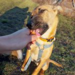 Malinois-Mischling Armin, 08/2025, Endgröße ca. 53 cm, 13509 Berlin