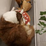 Malinois-Mischling Armin, 08/2025, Endgröße ca. 53 cm, 13509 Berlin