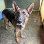 Deutscher Schäferhund Arzak, 10/2023, ca. 60 cm