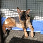 Deutscher Schäferhund Arzak, 10/2023, ca. 60 cm