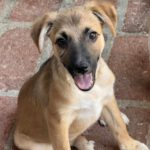 Mischling Aslan, 05/2025, Endgröße ca. 42 cm