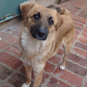 Mischling Aslan, 05/2025, Endgröße ca. 42 cm