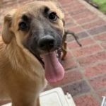 Mischling Aslan, 05/2025, Endgröße ca. 42 cm