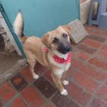 Mischling Aslan, 05/2025, Endgröße ca. 42 cm