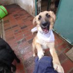 Mischling Aslan, 05/2025, Endgröße ca. 42 cm