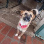 Mischling Aslan, 05/2025, Endgröße ca. 42 cm