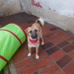 Mischling Aslan, 05/2025, Endgröße ca. 42 cm