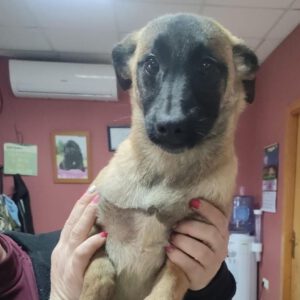 Mischling Asoka, 10/2025, Endgröße ca. 50- 60 cm