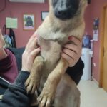 Mischling Asoka, 10/2025, Endgröße ca. 50- 60 cm