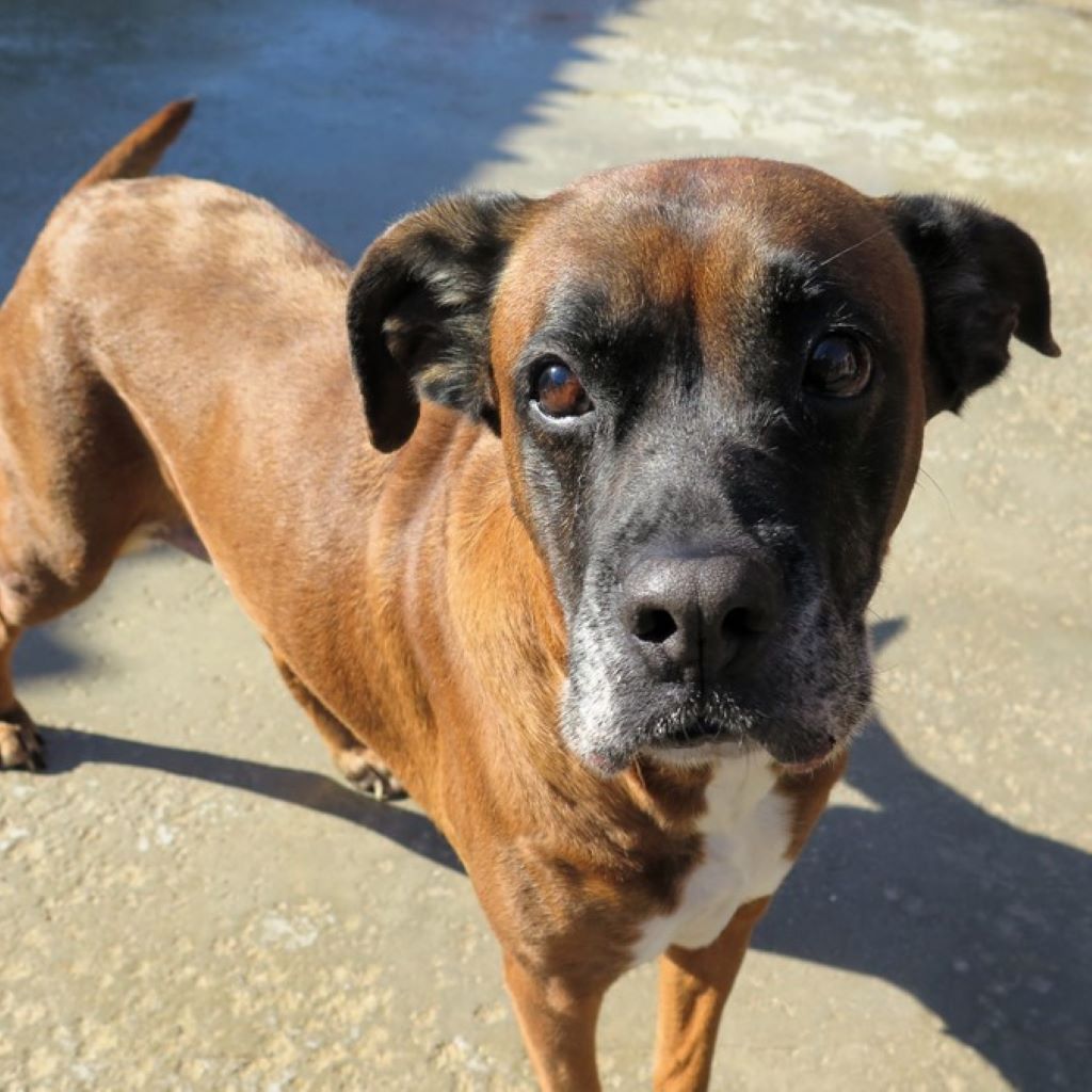 Boxer Mischling Astra, 01/2019, ca. 60 cm