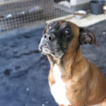 Boxer Mischling Astra, 01/2019, ca. 60 cm